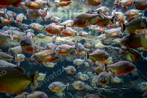 Preview: Red bellied piranha fish (Pygocentrus Nattereri) swimming in river water in South America jungle.
