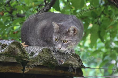Preview: Cat looking away