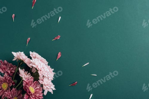 Preview: Beautiful pink and purple chrysanthemum flowers with scattered petals on dark green