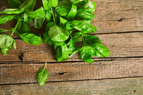Preview: Fresh basil on a wooden background. Green basil.