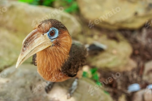 Preview: Hornbill bird .