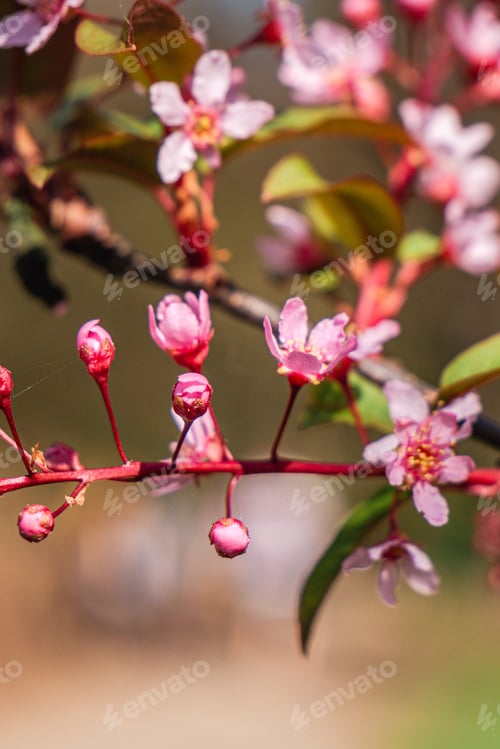 Preview: Blooming pink tree