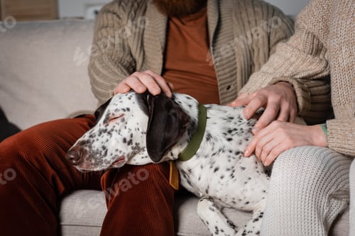 Preview: Cropped view of couple petting dalmatian dog at home