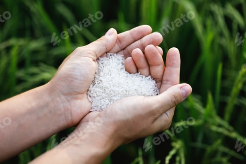 Preview: Closeup of female hands with white rice harvest