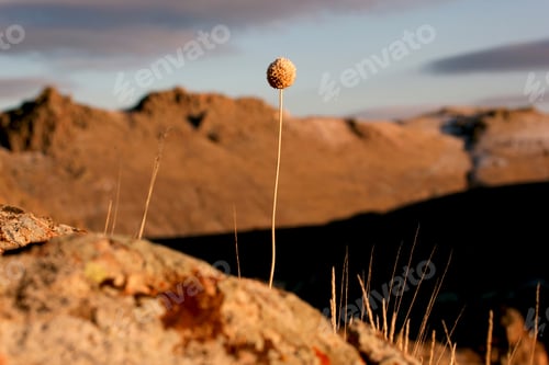 Preview: a dried flower branch against the blue sky