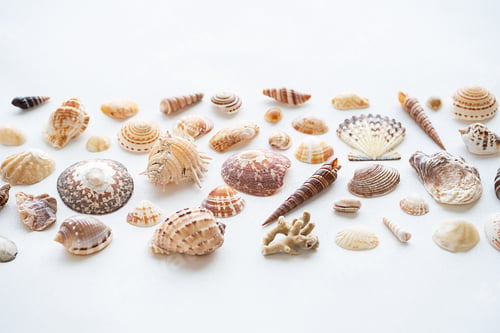 Preview: Seashells aesthetic background. Sea shells summer collection.