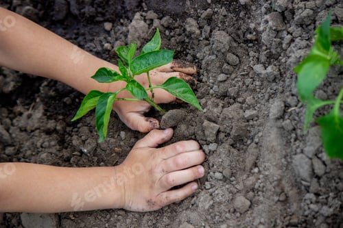 Preview: hands planting seedlings in the ground in the garden.