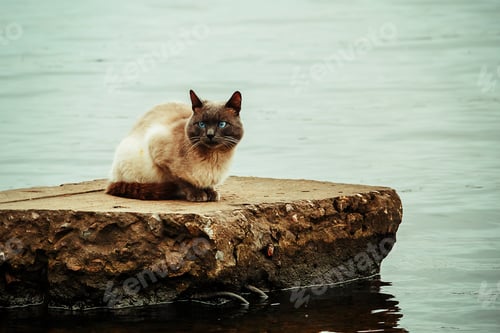 Preview: Homeless street cat sits on the river bank.