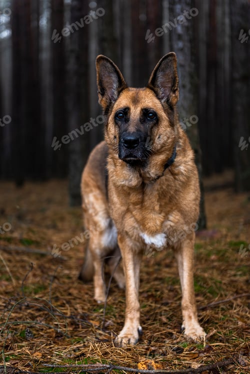 Preview: Senior Dog German Shepherd Portrait in Forest