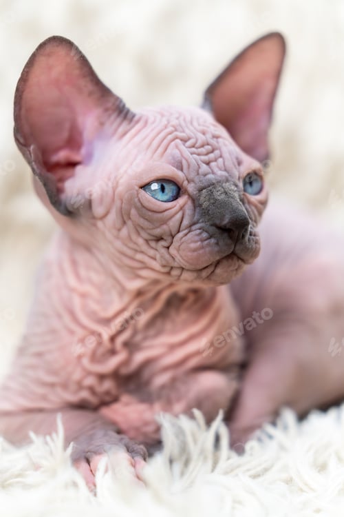Preview: Portrait of cute Canadian Sphynx Cat kitten lying on white carpet with long pile
