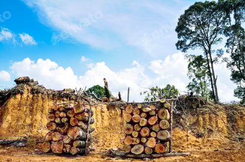 Preview: Freshly cut trees stacked for drying in forest clear cutting