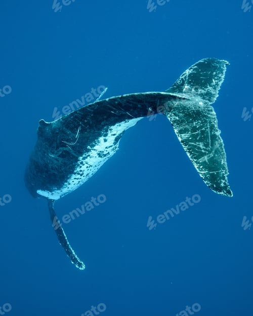 Preview: Vertical underwater back view of a humpback whale swimming