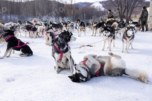 Preview: Dozens of huskies are gathered in a snowy yard in Mongolia
