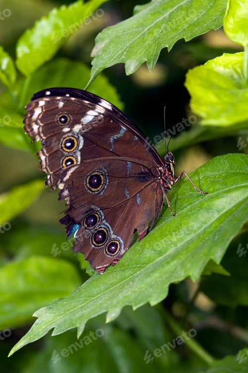 Preview: butterfly