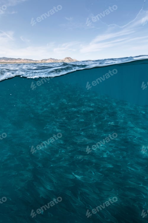 Preview: Underwater and over view of swimming school of jack fish in blue sea, Baja California, Mexico