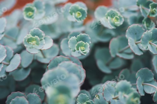 Preview: Orpine flowers. Sedum Stonecrop in nature. Floral wallpaper.