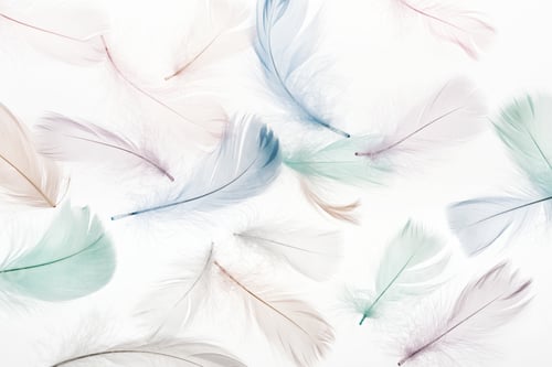 Preview: seamless background with multicolored fluffy feathers isolated on white