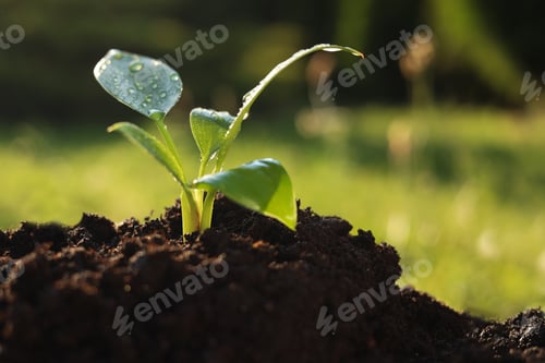 Preview: Young tree seedling growing in fertile soil outdoors, space for text