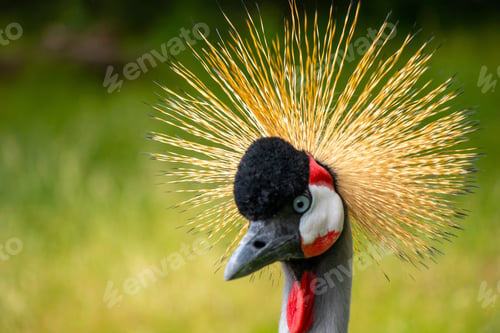Preview: Closeup portrait of a Gray Crowned crane in natural habitat (balearica regulorum)