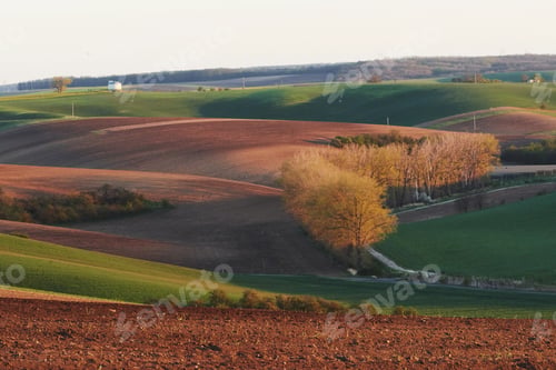 Preview: Beautiful nature. Trees on the green agriciltural fields at daytime
