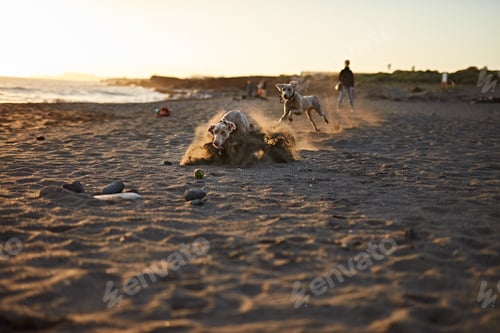 Preview: Funny dog on beach