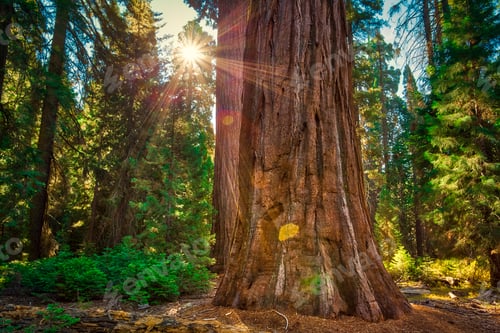 Preview: Sunlight In The Forest, General Grant Grove, Sequoia & Kings Canyon National Park