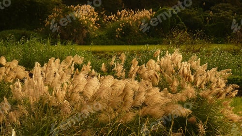 Preview: View of pampas grass growing in an open field