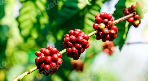 Preview: harvesting coffee berries by agriculture. Coffee beans ripening on the tree in North of Thailand