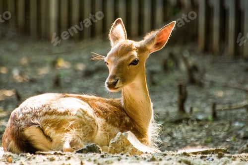 Preview: Deer. Young deer at the zoo.