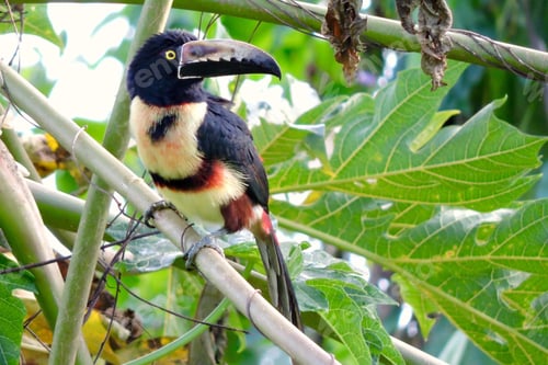Preview: toucan, bird, colours, tropics