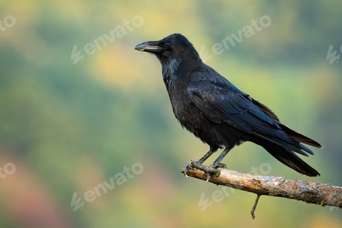 Preview: Common raven sitting on branch in autumn nature from side