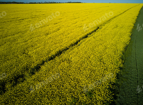 Preview: Top view of field with rapeseed and field with grass against blue sky