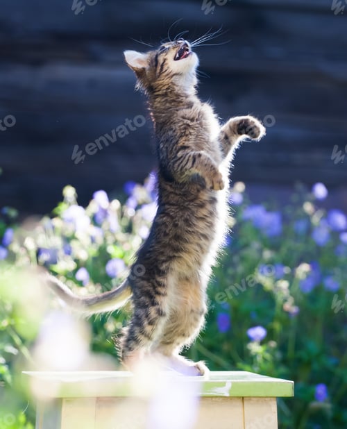 Preview: Kitty cat posing