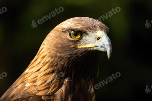 Preview: Majestic golden eagle looking in nature in close-up