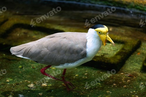 Preview: Masked lapwing bird walking on the grass