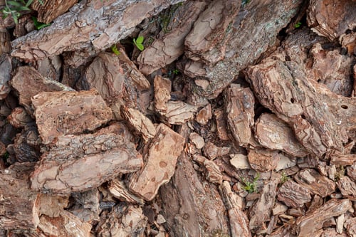 Preview: Dry tree bark texture