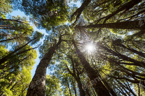 Preview: Araucaria