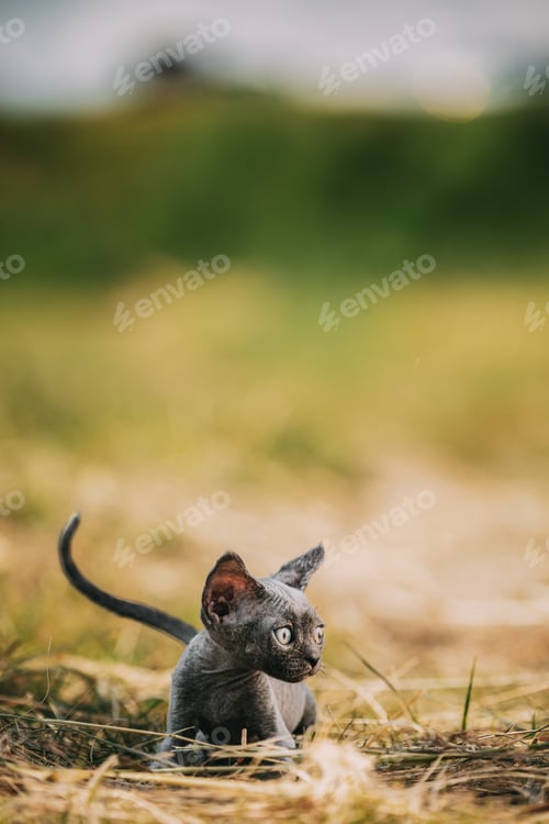 Preview: Funny Young Gray Devon Rex Kitten In Grass. Short-haired Cat Of English Breed. Sweet Devon Rex Cat