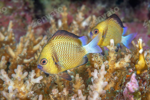 Preview: Damselfish in coral