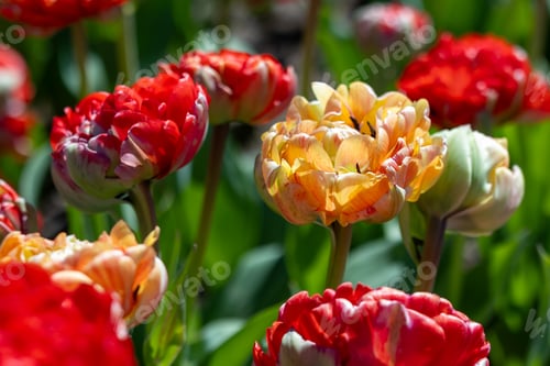 Preview: a large group of flowers with yellow and red flowers in front of them