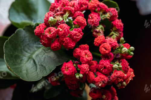 Preview: Blooming Kalanchoe close-up. Red flowers of Kalanchoe.