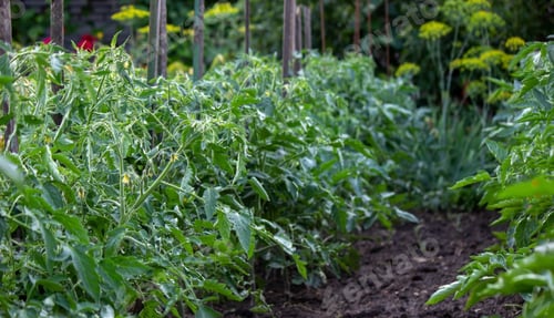 Preview: vegetable garden on the farm, organic products. Selective focus
