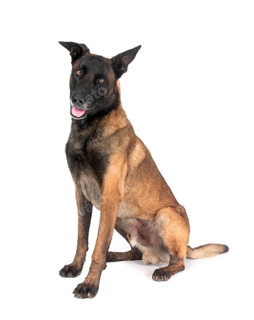 Preview: malinois in studio