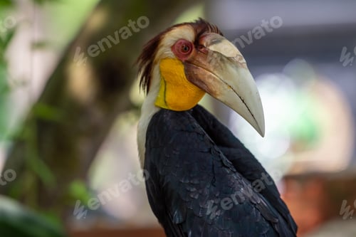 Preview: Close up of a male Rhyticeros undulatus bird, The wreathed hornbill