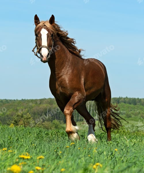 Preview: horse, mare, wilderness, stallion