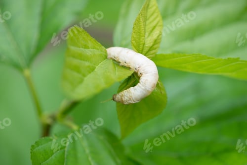 Preview: silkworm