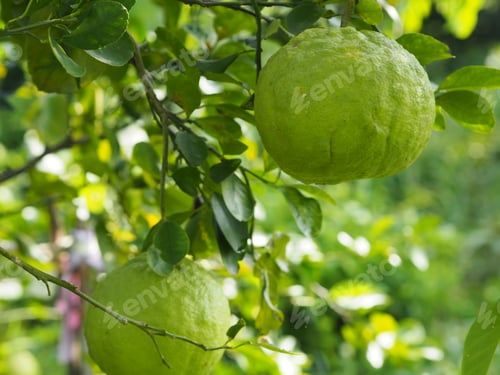 Preview: Lemon on the tree blurred of nature background, plant Sour taste fruit lime green vegetable