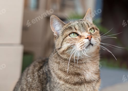 Preview: Striped tabby beige cat with green eyes sitting in the home room in sunny cute pets animals
