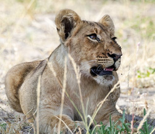 Preview: A Beautiful Botswana Wildlife in picture of World