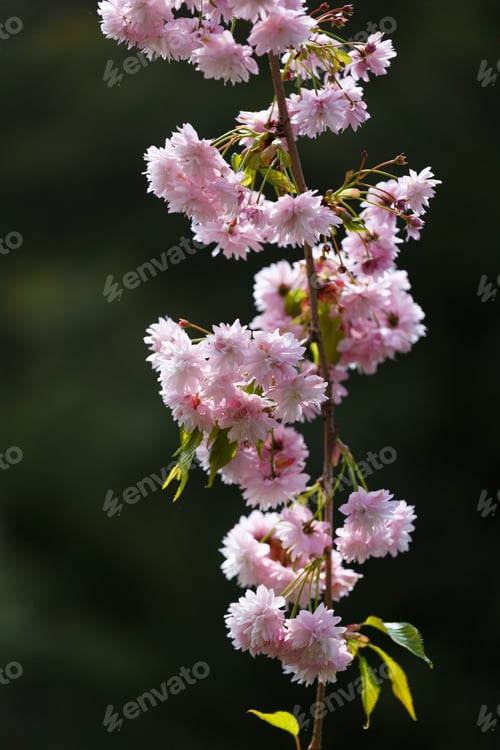 Preview: Branches of blooming sakura are strewn with double pink flowers, spring floral background.